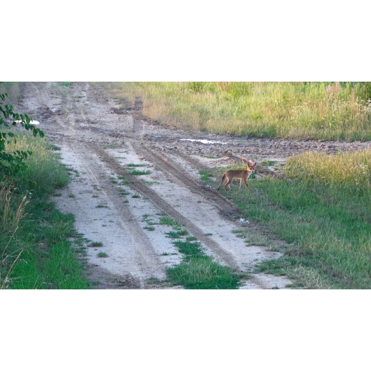 Új videó! Eredeményes vadászatok: Akciójelentek