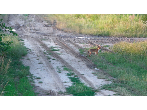 Új videó! Eredeményes vadászatok: Akciójelentek